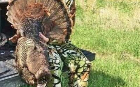 Iowa Turkey 7